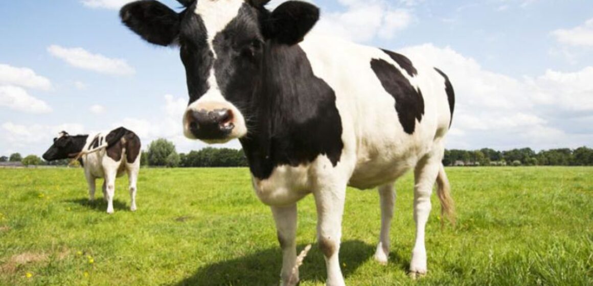 APIA efectuează plata ajutorului de stat în sectorul creşterii animalelor