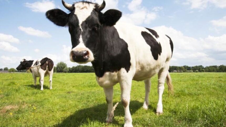 APIA efectuează plata ajutorului de stat în sectorul creşterii animalelor