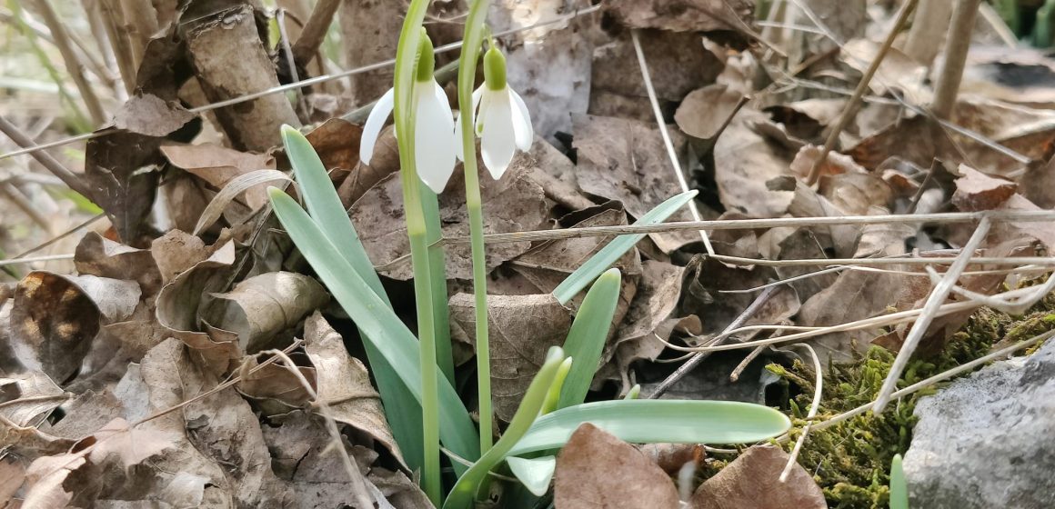 Început de primăvară cu temperaturi mai scăzute decât cele normale