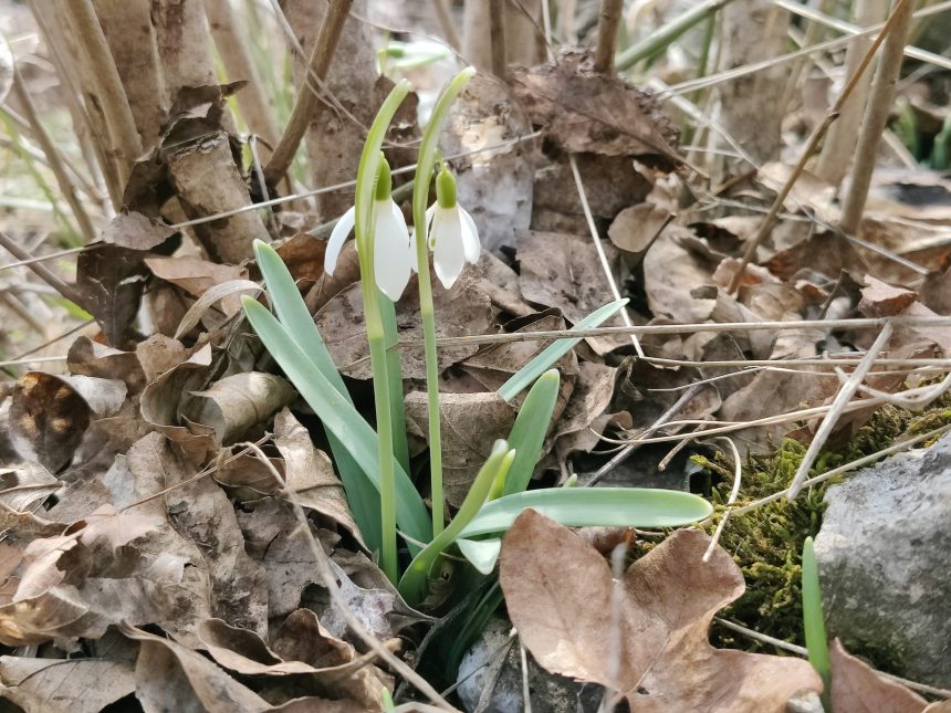 Început de primăvară cu temperaturi mai scăzute decât cele normale