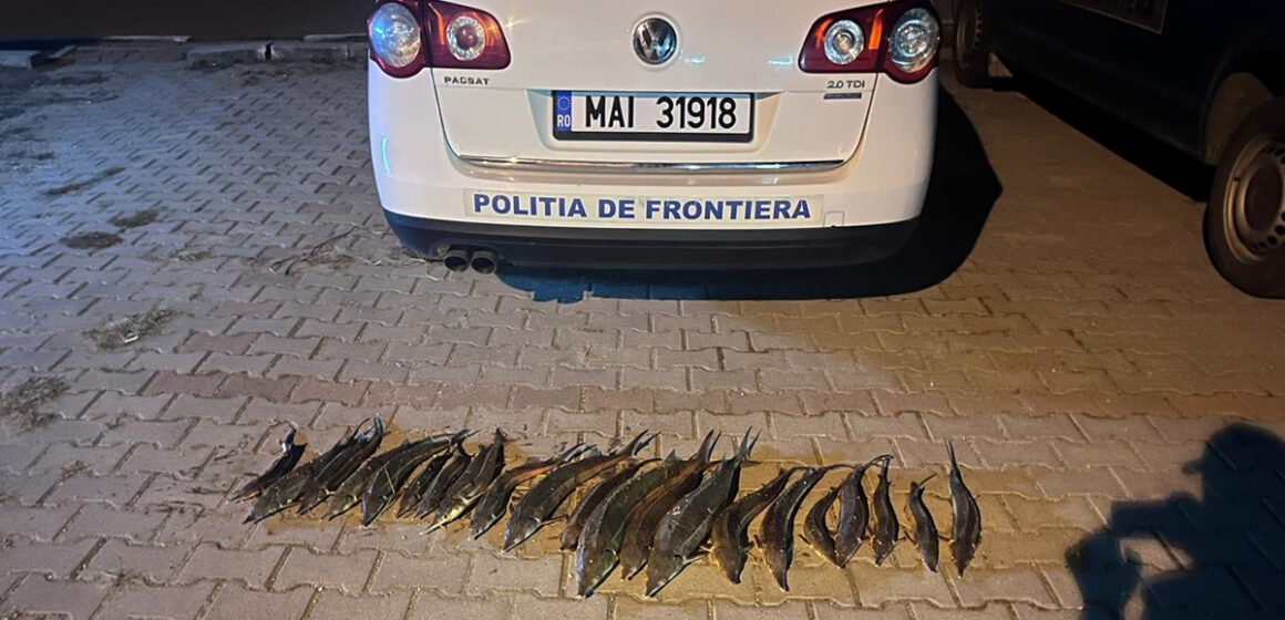 Bărbat depistat în trafic cu 20 kg de sturion (cegă)