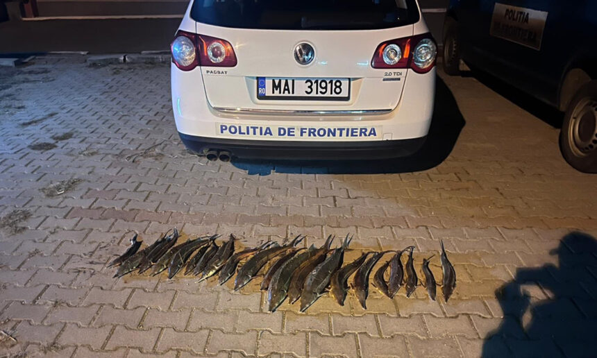 Bărbat depistat în trafic cu 20 kg de sturion (cegă)